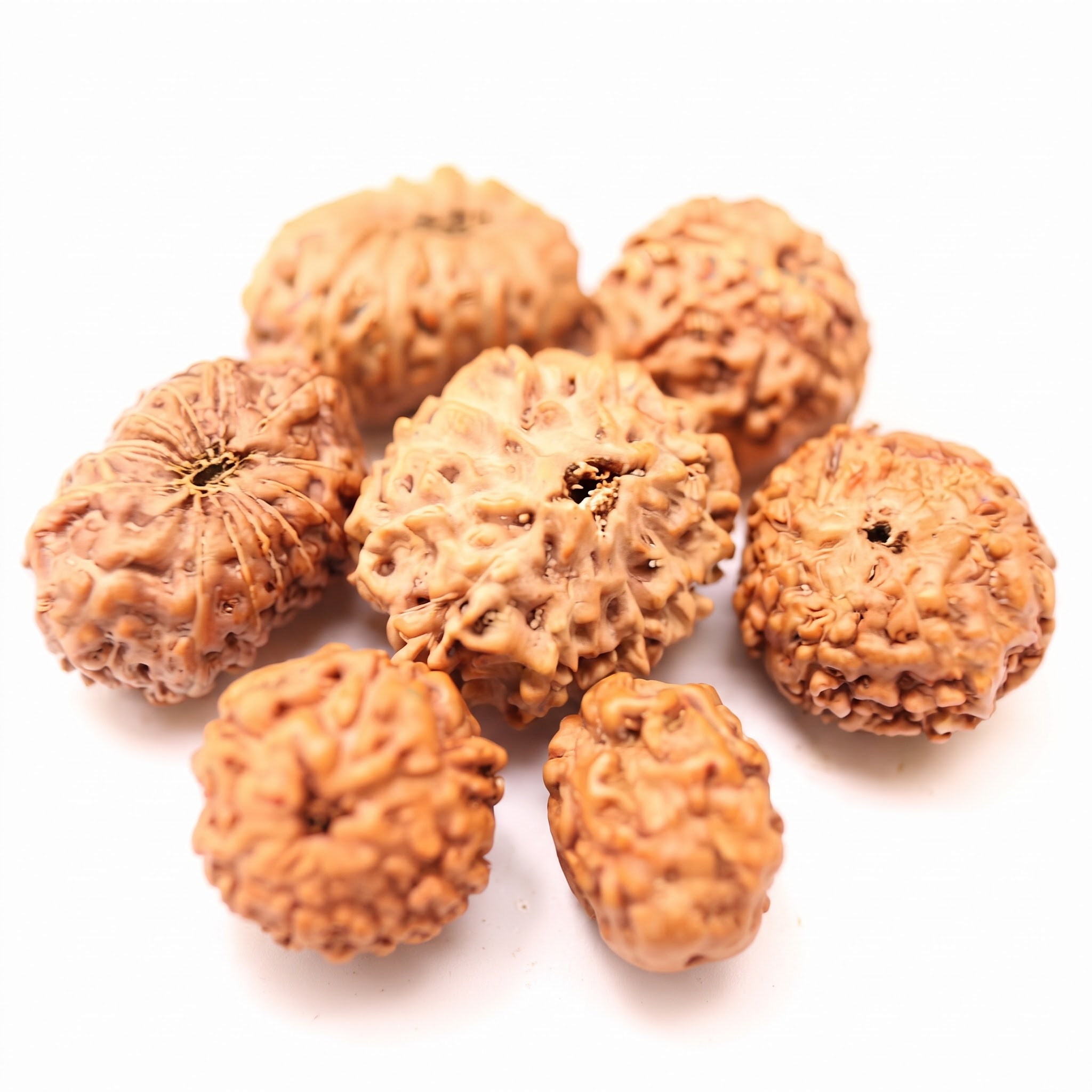 রুদ্রাক্ষ